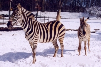 Winter-Zebras