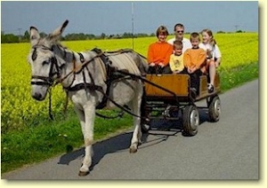 Kutschfahrt mit Esel