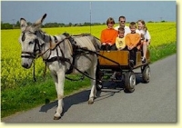 Kutschfahrt mit Esel