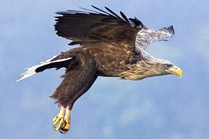 Seeadler