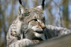 Luchs