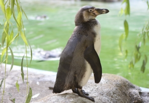 Humboldt-Pinguin