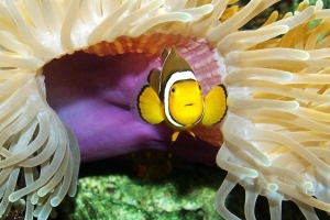 Clownfisch